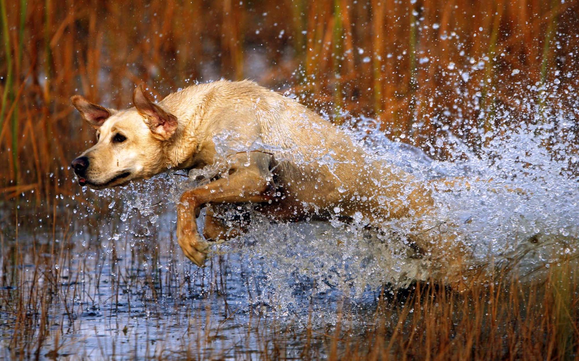 Rain dogs. Собака в движении. Собака на озере. Собака бежит по воде. Собака и брызги воды.